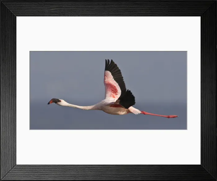 Framed Print : DDE-90020658