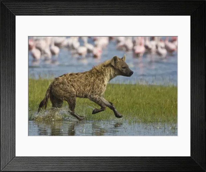Framed Print : DDE-90020663 Framed Print : DDE-90020663