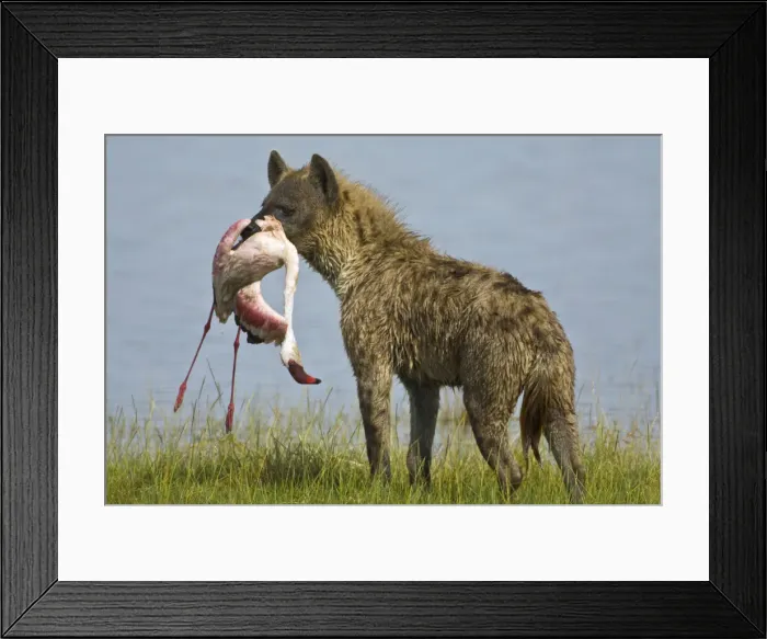 Framed Print : DDE-90020665 Framed Print : DDE-90020665