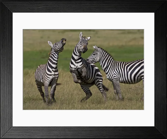 Framed Print : DDE-90020666 Framed Print : DDE-90020666