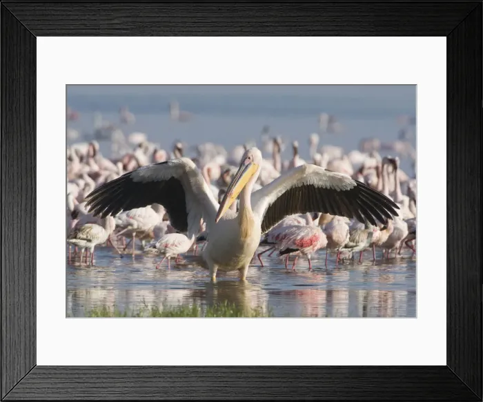 Framed Print : DDE-90020667 Framed Print : DDE-90020667