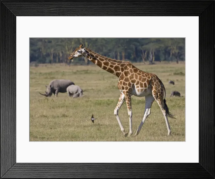 Framed Print : DDE-90020668 Framed Print : DDE-90020668