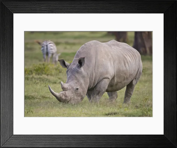 Framed Print : DDE-90020669 Framed Print : DDE-90020669