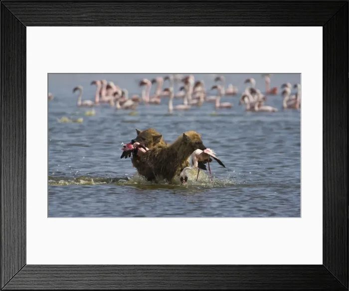 Framed Print : DDE-90020664 Framed Print : DDE-90020664