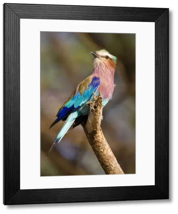 Framed Print : DDE-90020673 Framed Print : DDE-90020673