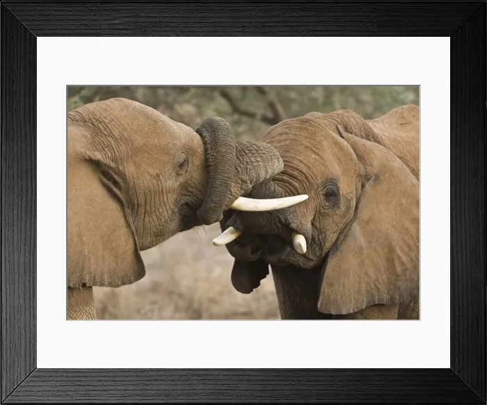 Framed Print : DDE-90020674 Framed Print : DDE-90020674