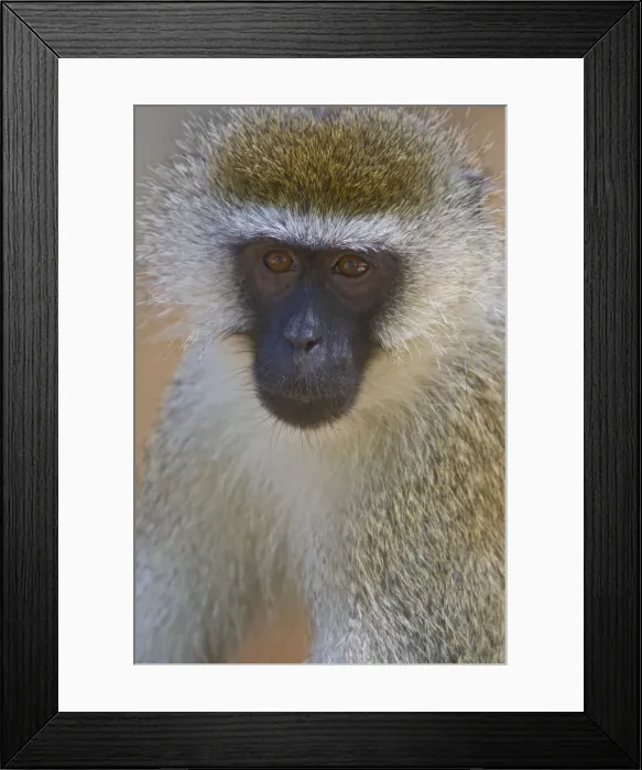 Framed Print : DDE-90020675 Framed Print : DDE-90020675