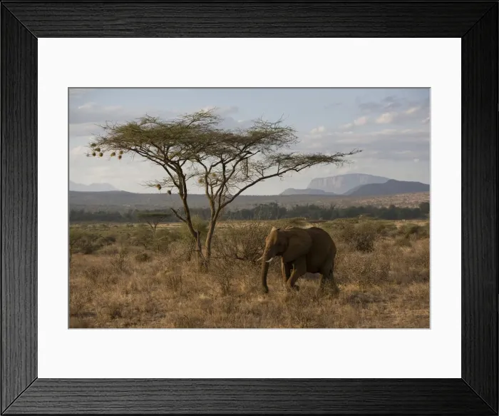 Framed Print : DDE-90020676 Framed Print : DDE-90020676