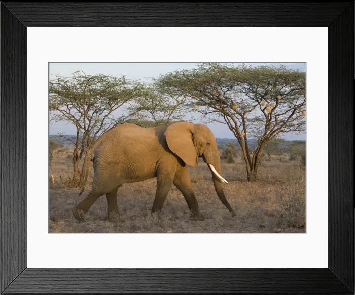 Framed Print : DDE-90020677 Framed Print : DDE-90020677