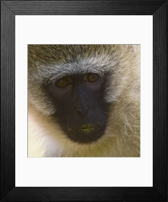 Framed Print : DDE-90020672 Framed Print : DDE-90020672