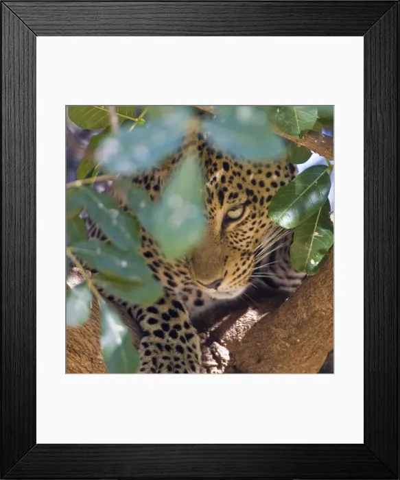 Framed Print : DDE-90020678