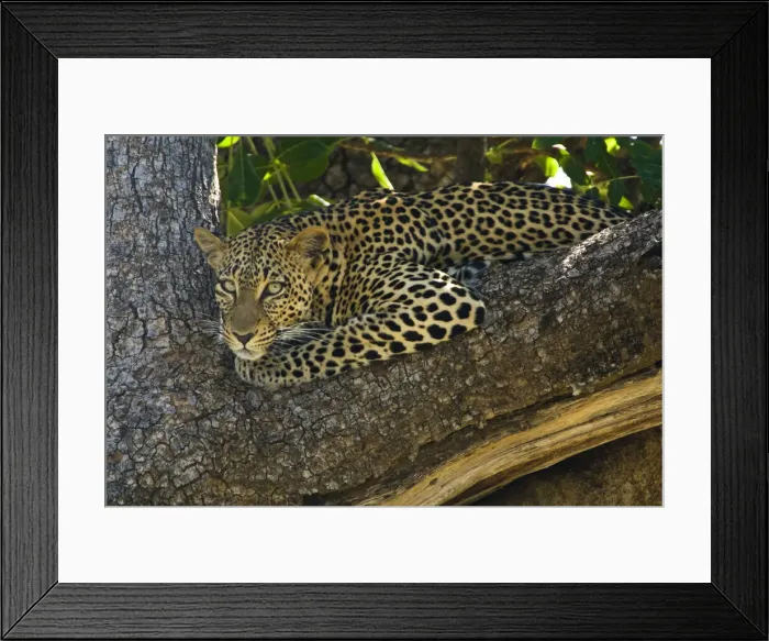 Framed Print : DDE-90020679 Framed Print : DDE-90020679