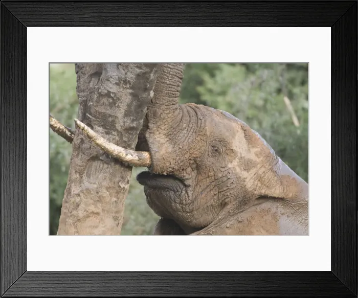 Framed Print : DDE-90020682