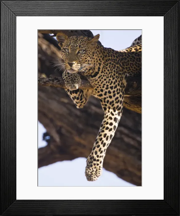Framed Print : DDE-90020681 Framed Print : DDE-90020681