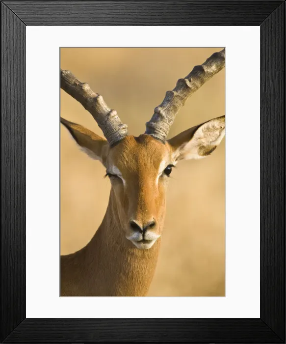Framed Print : DDE-90020684 Framed Print : DDE-90020684