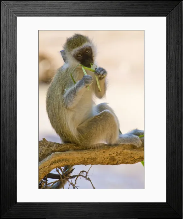 Framed Print : DDE-90020685 Framed Print : DDE-90020685
