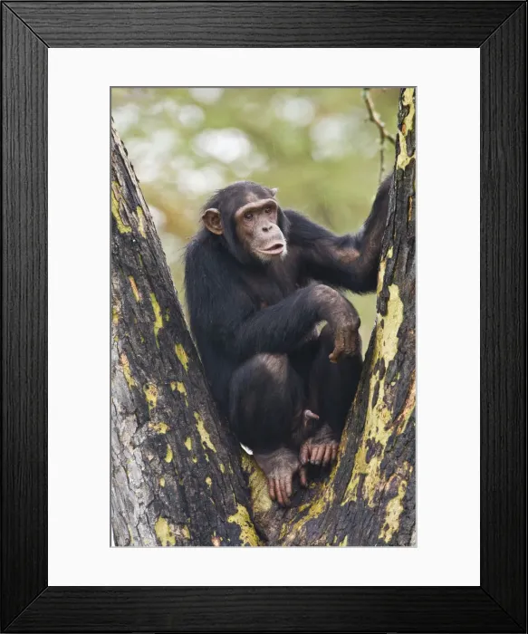 Framed Print : DDE-90020686 Framed Print : DDE-90020686