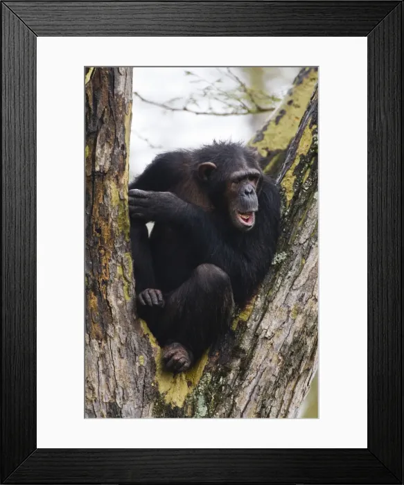 Framed Print : DDE-90020687 Framed Print : DDE-90020687