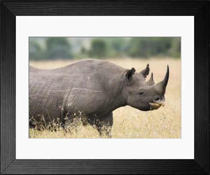 Framed Print : DDE-90020688 Framed Print : DDE-90020688