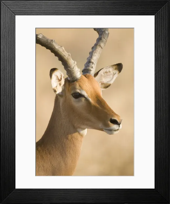Framed Print : DDE-90020683 Framed Print : DDE-90020683