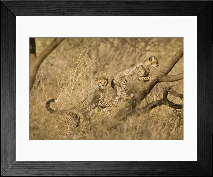 Framed Print : DDE-90020689 Framed Print : DDE-90020689
