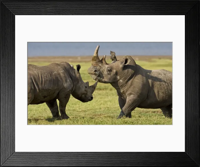 Framed Print : DDE-90020692 Framed Print : DDE-90020692