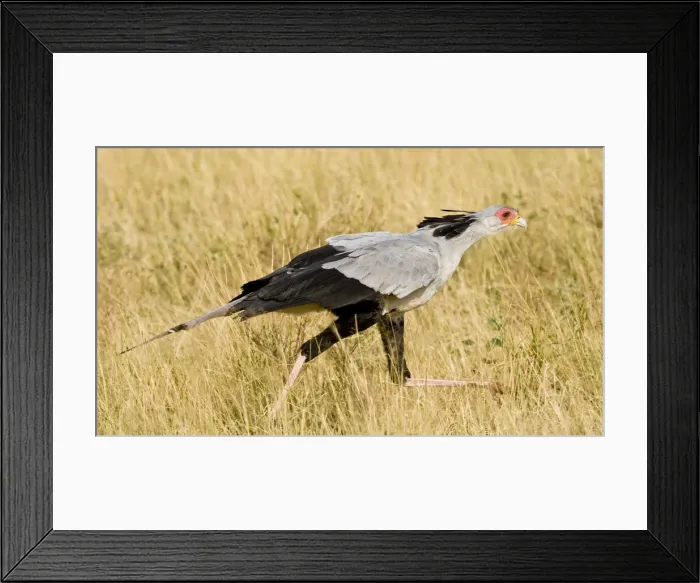 Framed Print : DDE-90020693 Framed Print : DDE-90020693