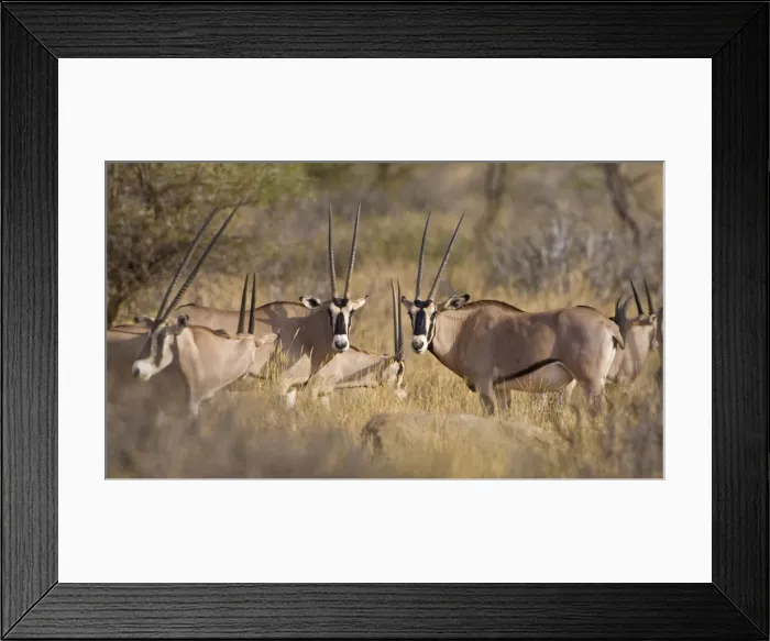 Framed Print : DDE-90020694 Framed Print : DDE-90020694