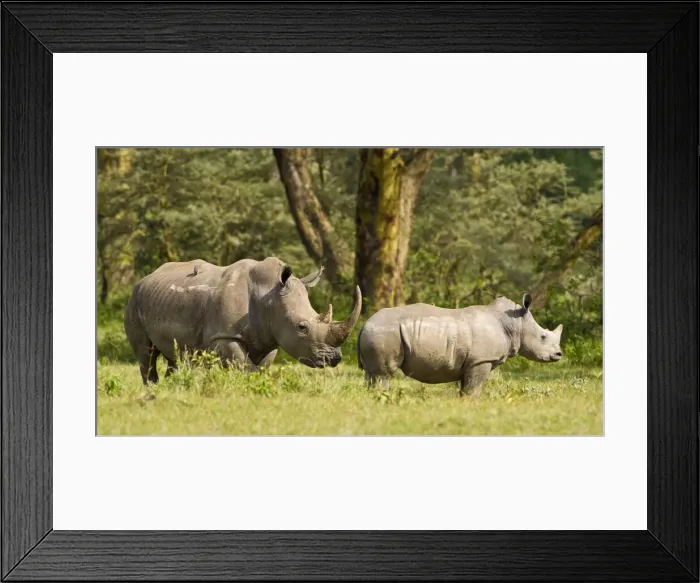 Framed Print : DDE-90020691 Framed Print : DDE-90020691
