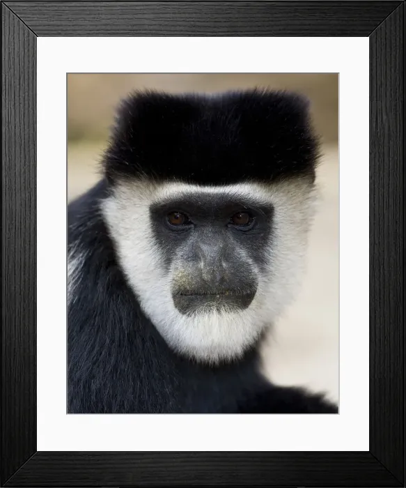 Framed Print : DDE-90020696 Framed Print : DDE-90020696