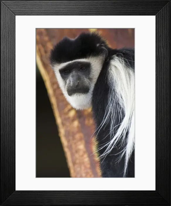 Framed Print : DDE-90020697 Framed Print : DDE-90020697