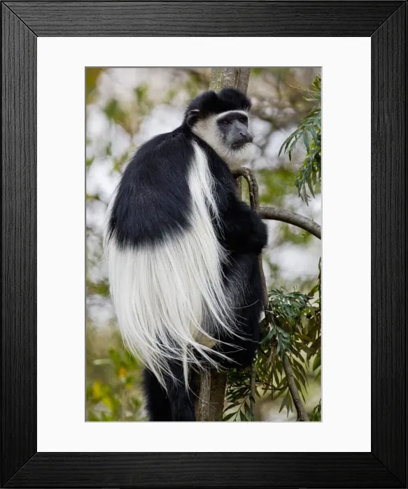Framed Print : DDE-90020698 Framed Print : DDE-90020698