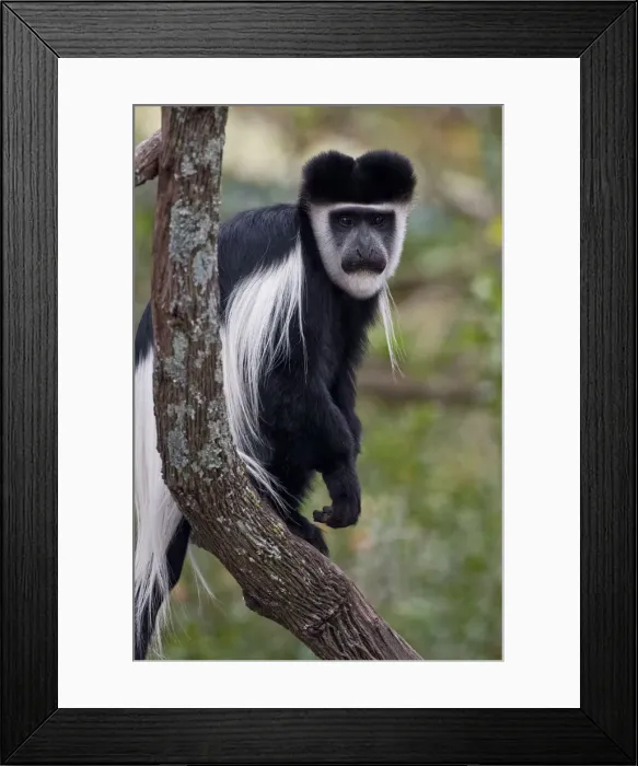 Framed Print : DDE-90020699 Framed Print : DDE-90020699