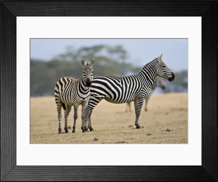 Framed Print : DDE-90020700 Framed Print : DDE-90020700