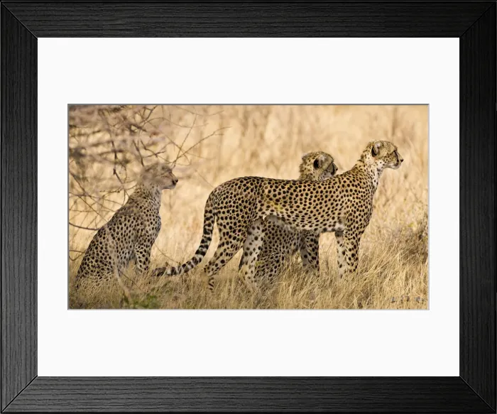 Framed Print : DDE-90020695 Framed Print : DDE-90020695