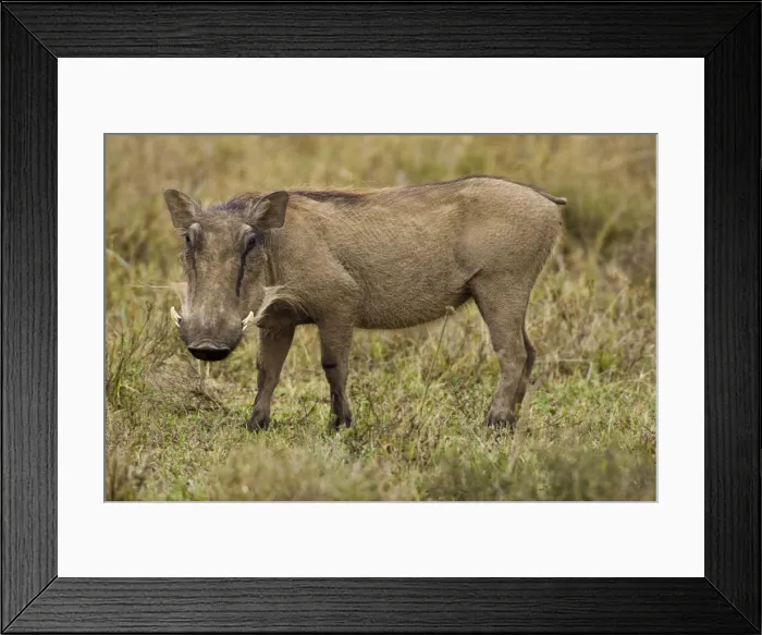 Framed Print : DDE-90020701