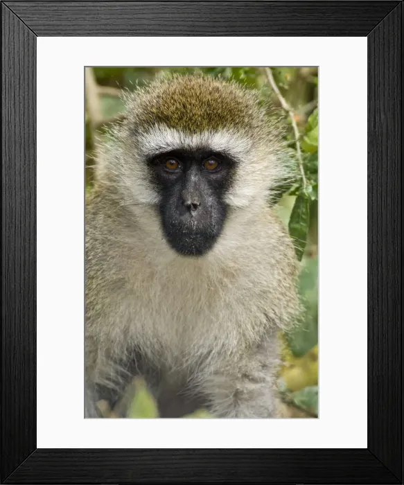 Framed Print : DDE-90020703 Framed Print : DDE-90020703