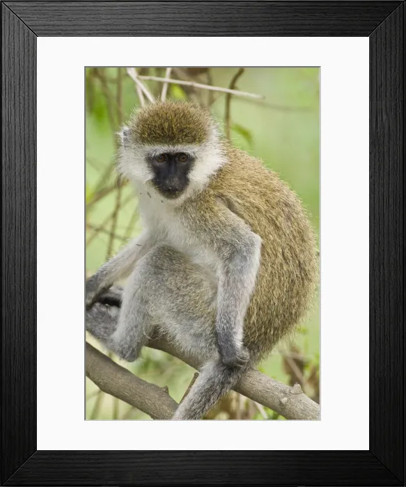 Framed Print : DDE-90020704 Framed Print : DDE-90020704