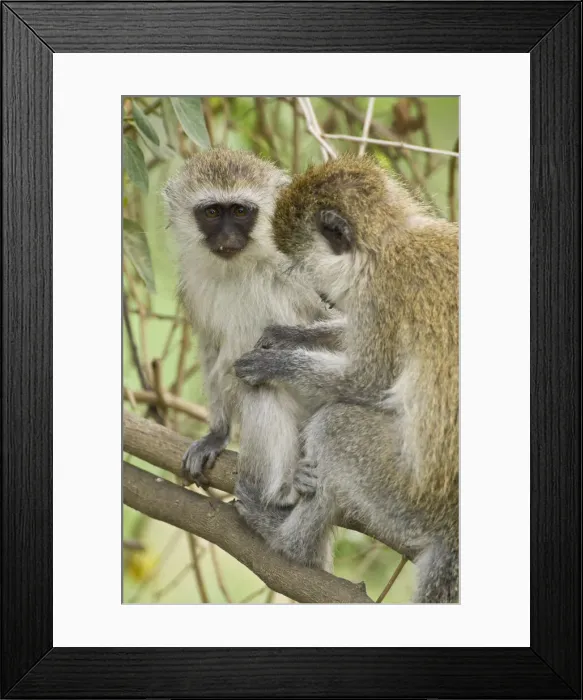 Framed Print : DDE-90020705 Framed Print : DDE-90020705