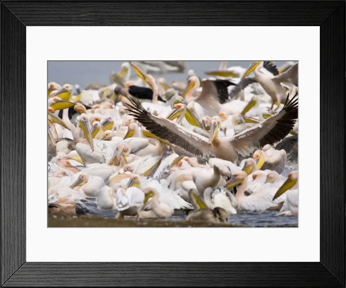 Framed Print : DDE-90020706 Framed Print : DDE-90020706
