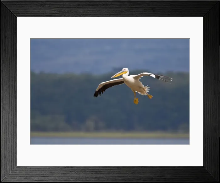 Framed Print : DDE-90020707 Framed Print : DDE-90020707