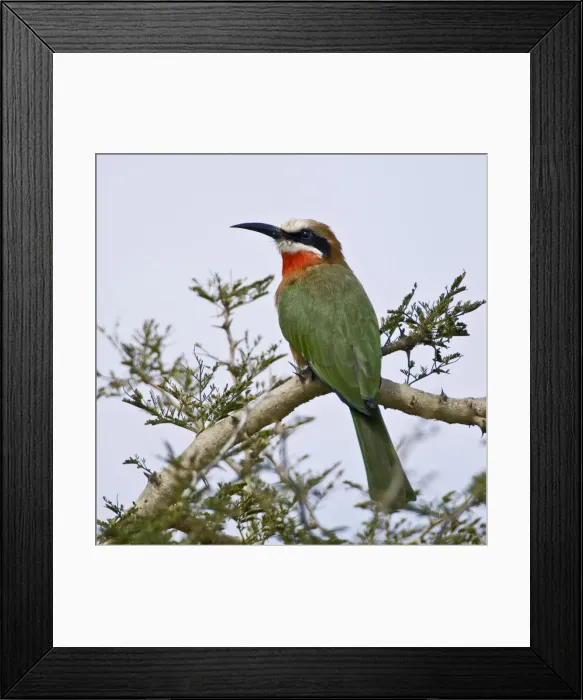 Framed Print : DDE-90020702