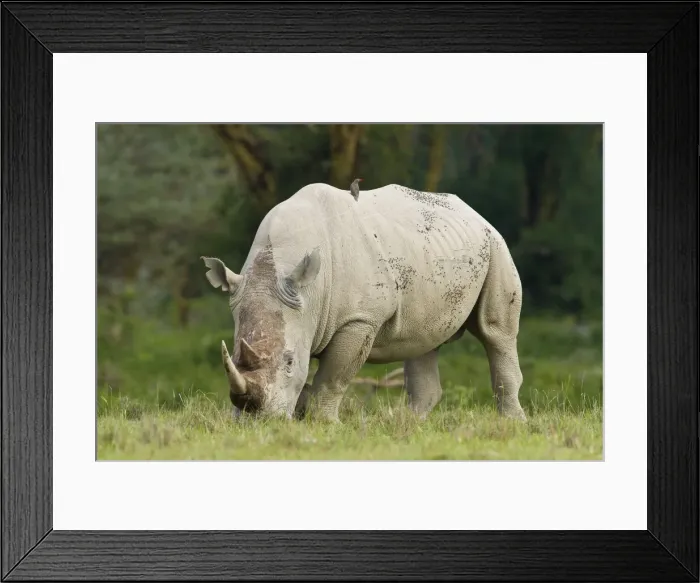 Framed Print : DDE-90020708 Framed Print : DDE-90020708