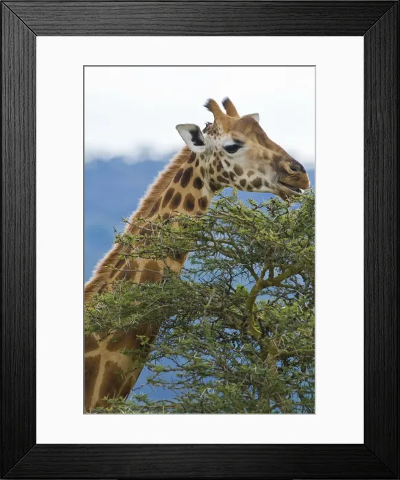 Framed Print : DDE-90020710 Framed Print : DDE-90020710