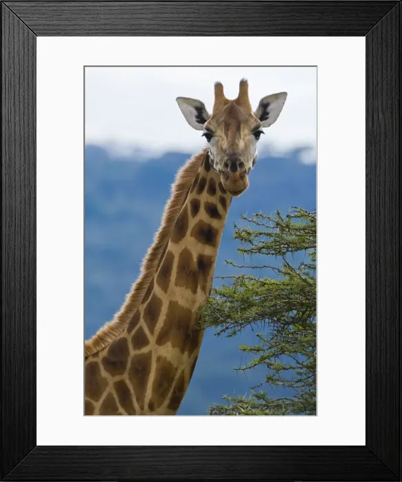 Framed Print : DDE-90020711 Framed Print : DDE-90020711