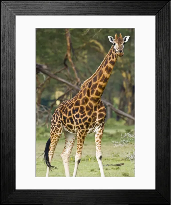 Framed Print : DDE-90020712 Framed Print : DDE-90020712
