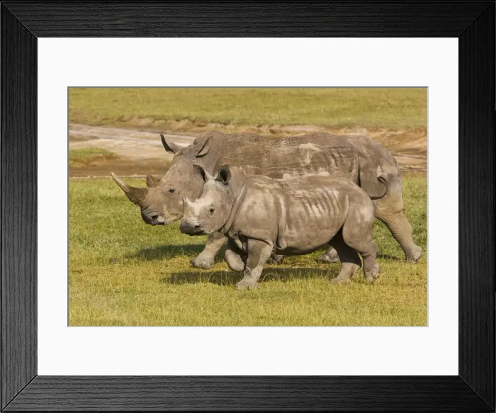 Framed Print : DDE-90020713 Framed Print : DDE-90020713