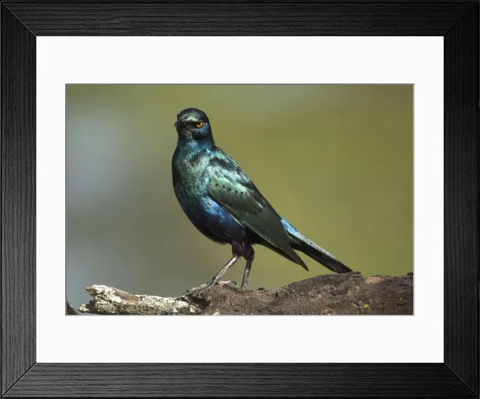 Framed Print : DDE-90020714 Framed Print : DDE-90020714