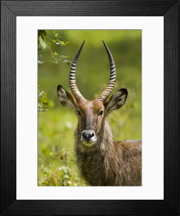 Framed Print : DDE-90020715 Framed Print : DDE-90020715