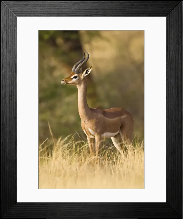 Framed Print : DDE-90020716